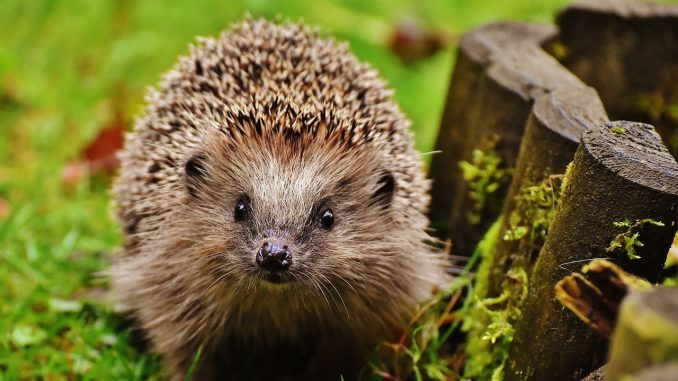 NETZ Igel-Nachmittag JUZ Klecks am 4.4. (Pixabay)