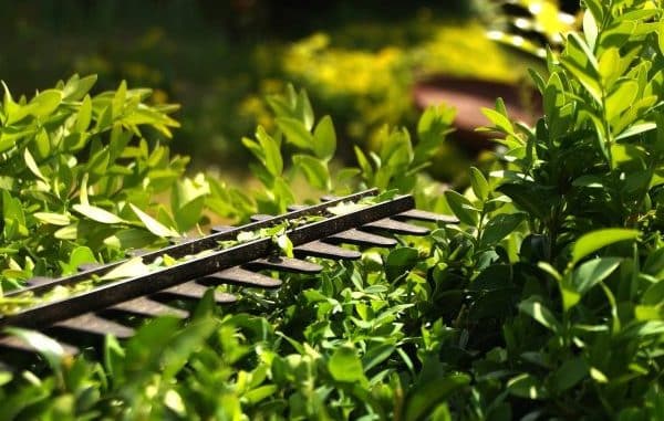 NETZ 12082024 Bauhof im Dauereinsatz Heckenschnitt (Pixabay_Tom)