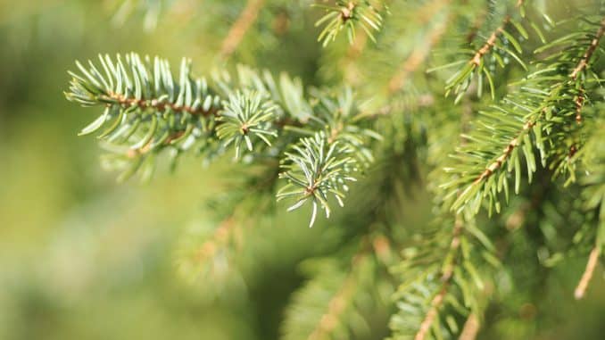 Closeup shot of green pine tree needles with a blurred background