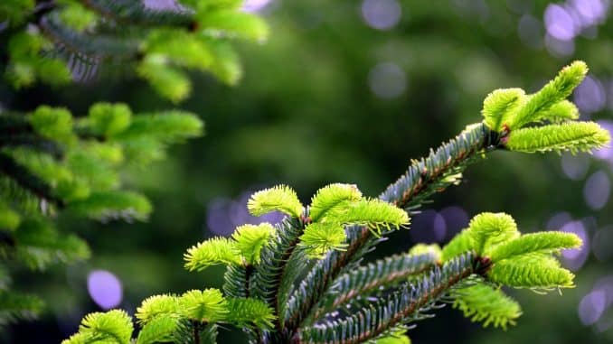NETZ 22102024 Tannenbaum für Innenstadt gesucht ((c)Pixabay_congerdesign)