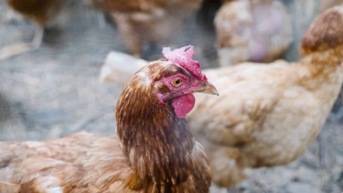 close up head of chicken