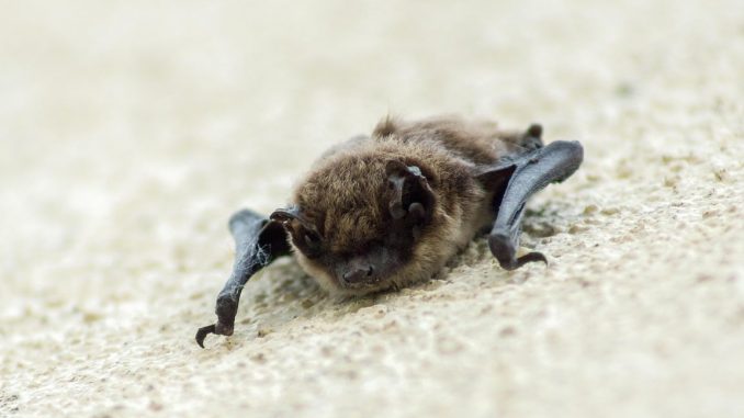 NETZ 18062025 Landkreis Fledermaus mit Tollwut ((c) Pixabay_biancamentil)